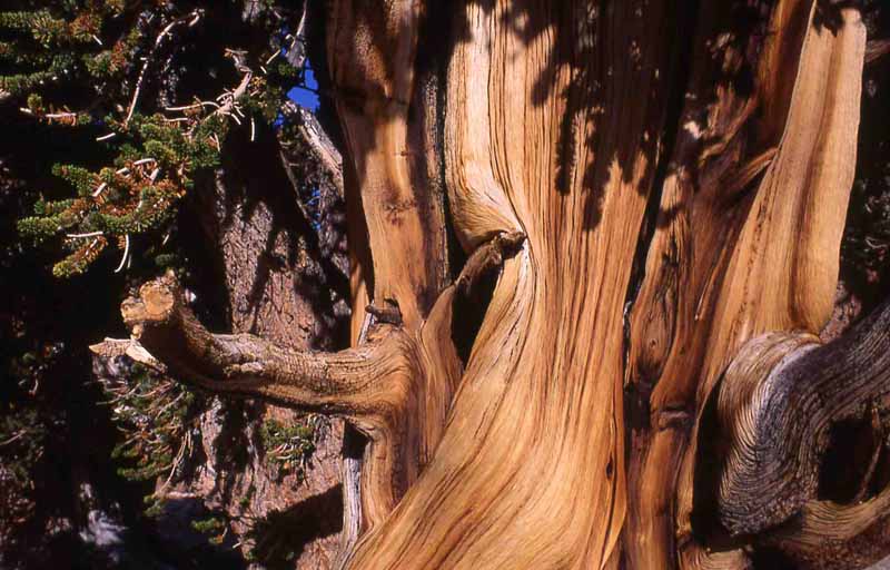 ancient bristlecone pine