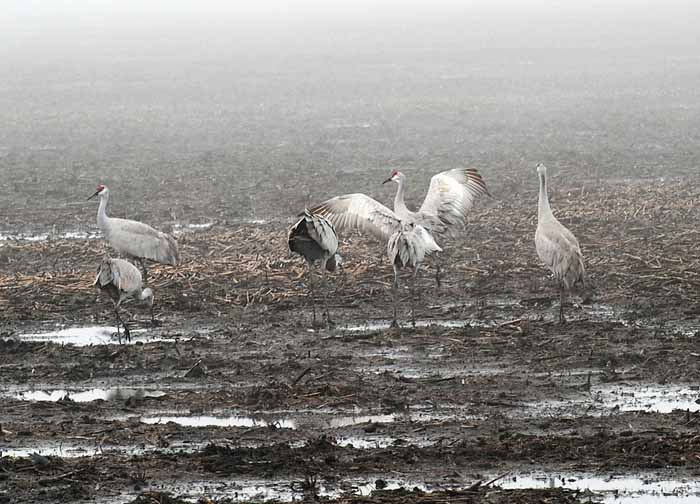 Foggy Delta Dancers