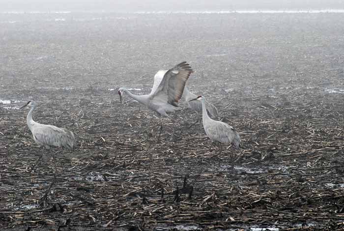 Foggy Delta Dancers