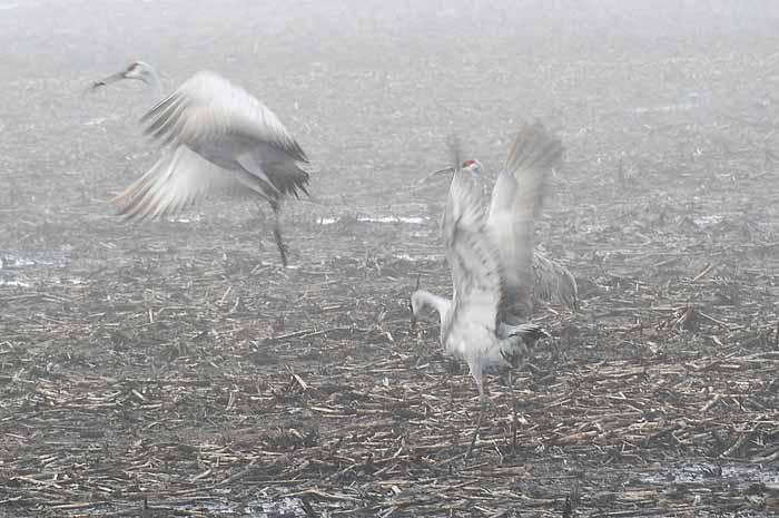 Foggy Delta Dancers