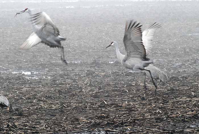 Foggy Delta Dancers