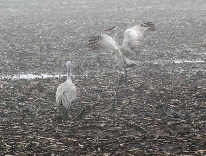 Foggy Delta Dancers