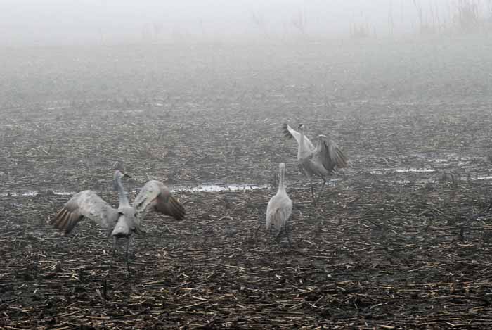 Foggy Delta Dancers