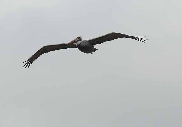 The Brown Pelican