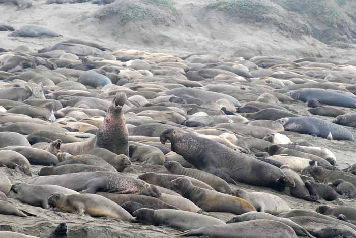 Elephant Seals of Piedras Blanca