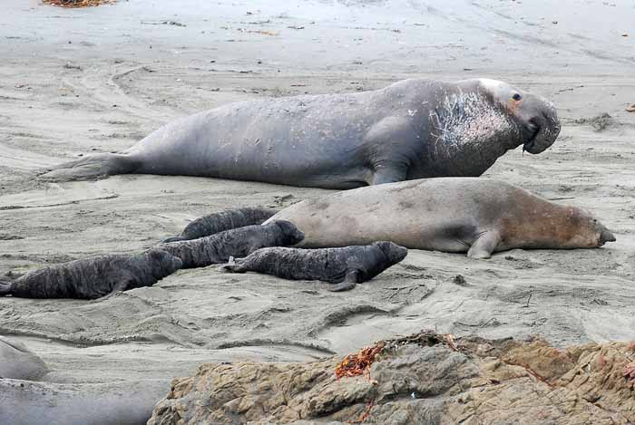 Elephant Seals of Piedras Blanca