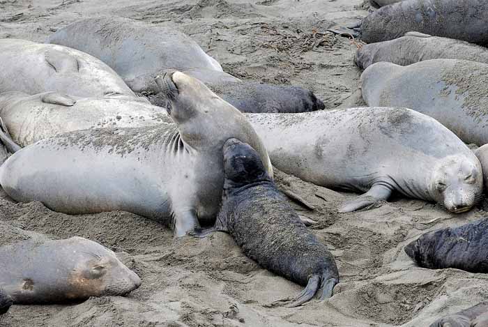 Elephant Seals of Piedras Blanca