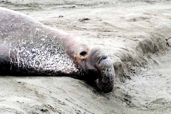 Elephant Seals of Piedras Blanca