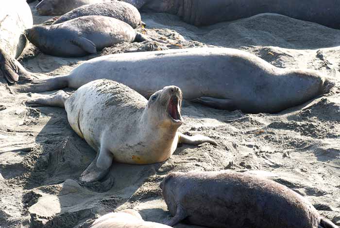 Elephant Seals of Piedras Blanca