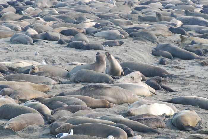 Elephant Seals of Piedras Blanca