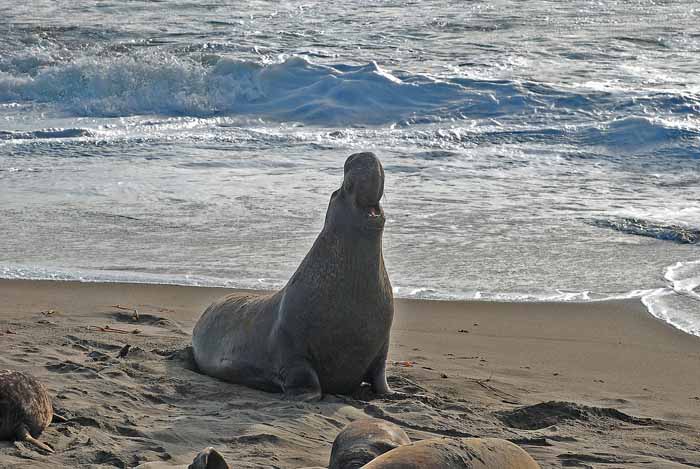 Elephant Seals of Piedras Blanca