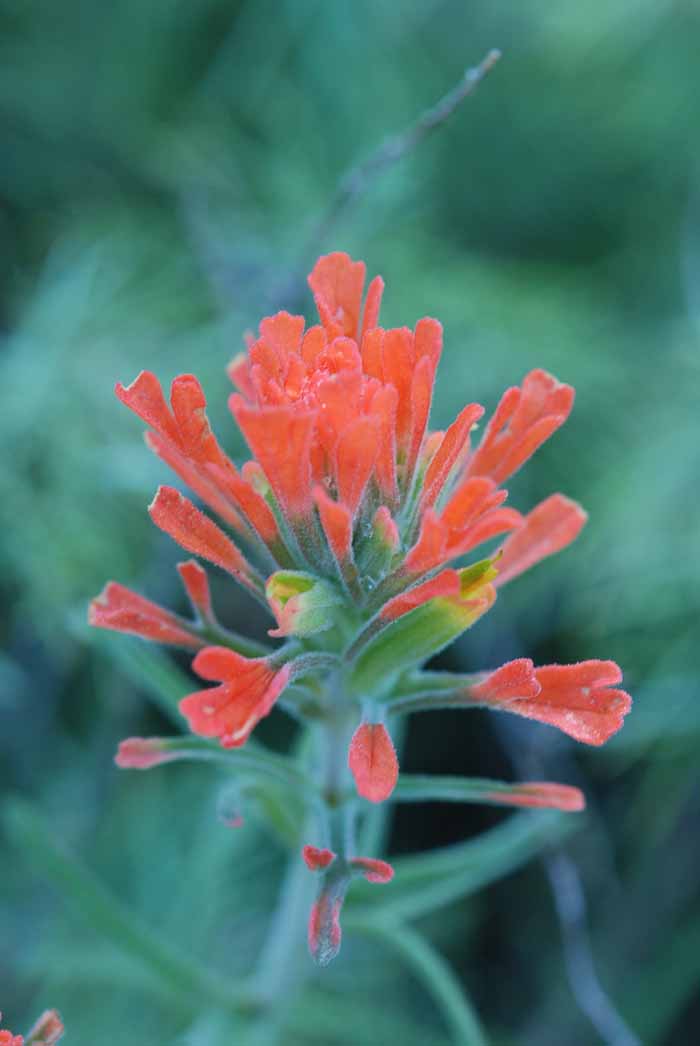 Wildflowers of Mt. Diablo