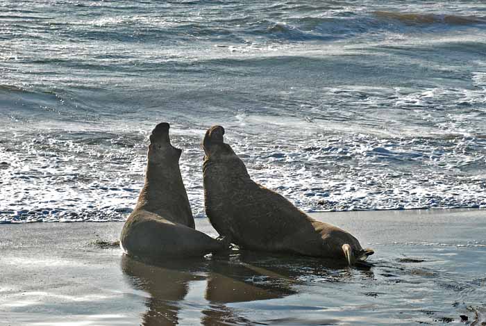 Elephant Seals of Piedras Blanca