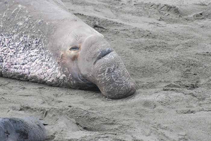 Elephant Seals of Piedras Blanca