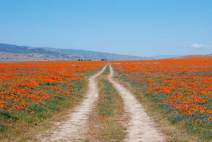 miles of California spring color