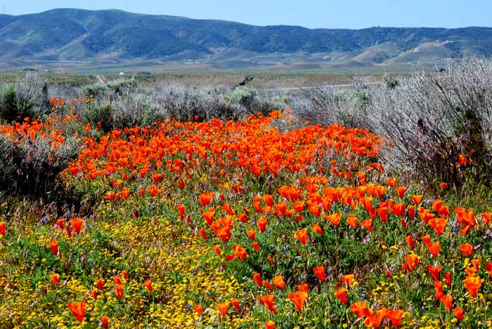 California Poppy Reserve
