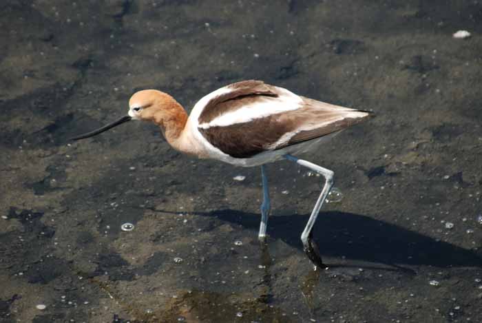 Bolsa Chica Wetlands