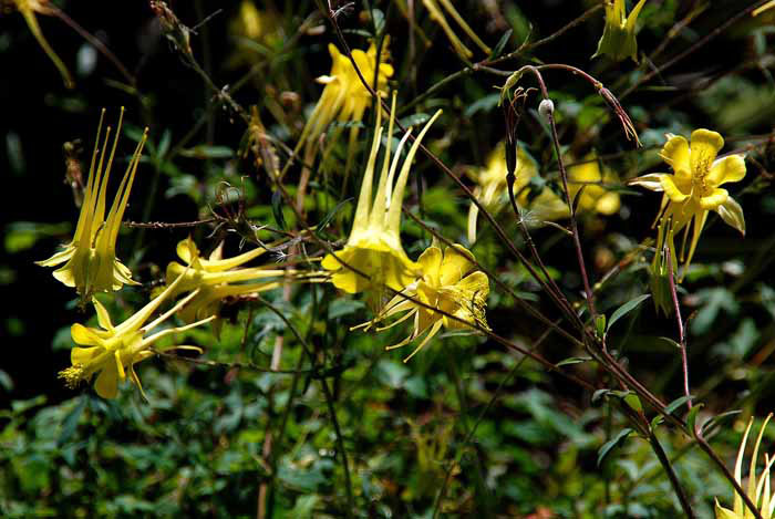 UC Botanical Gardens