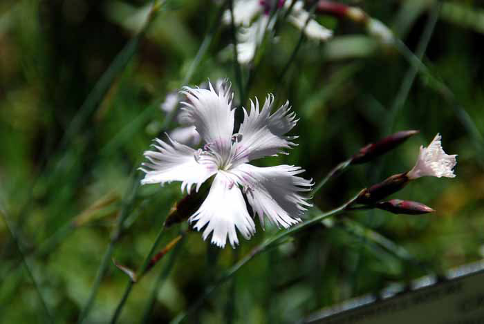 UC Botanical Gardens