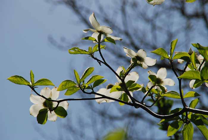 Dogwood