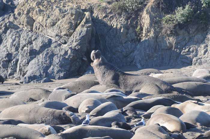 Northern Elephant Seals