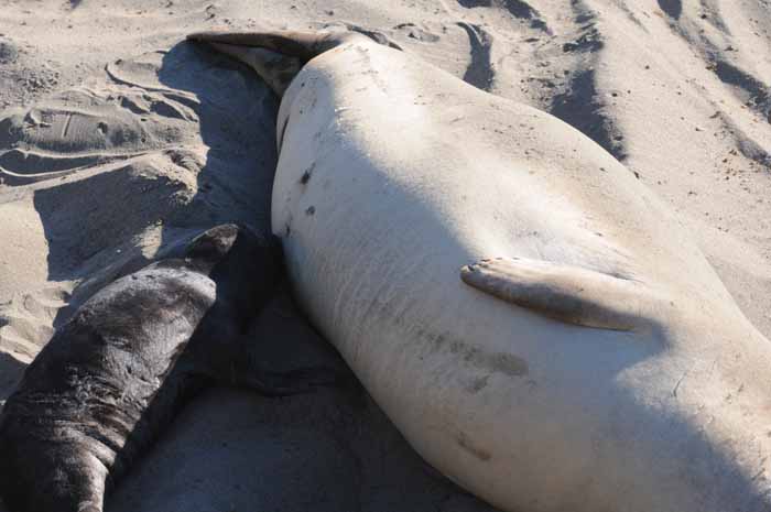 Northern Elephant Seals