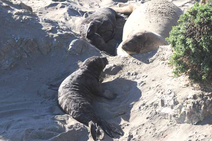 Northern Elephant Seals