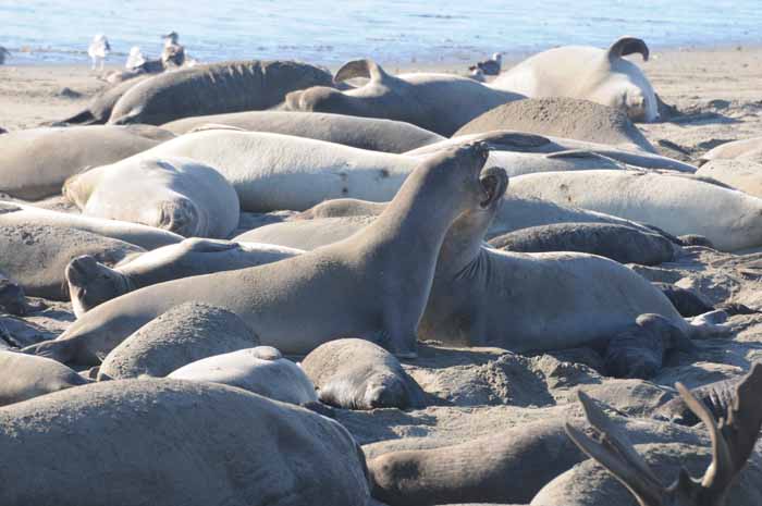 Northern Elephant Seals