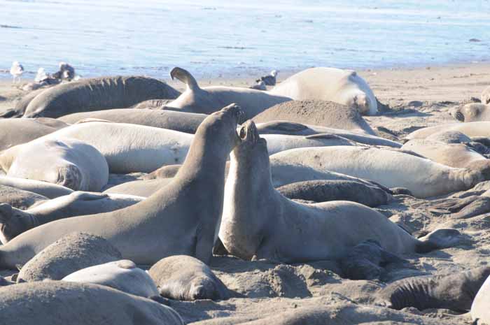 Northern Elephant Seals