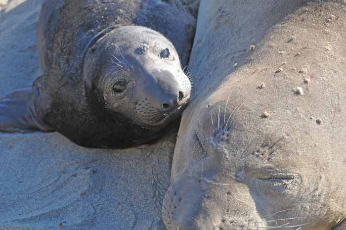 Northern Elephant Seals