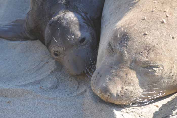 Northern Elephant Seals