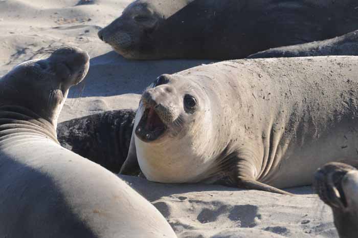 Northern Elephant Seals