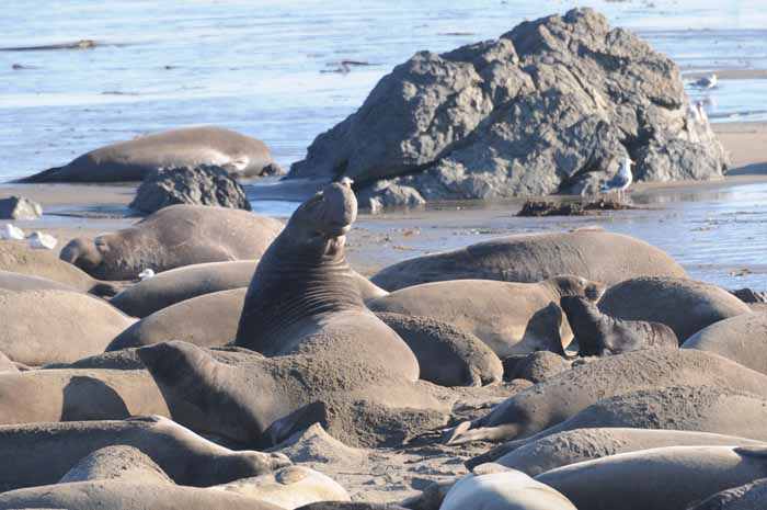 Northern Elephant Seals