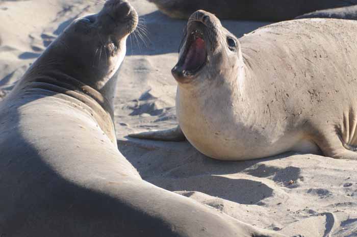 Northern Elephant Seals