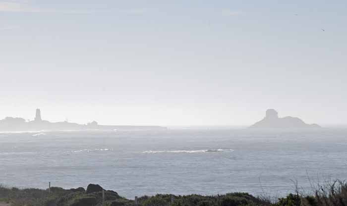 Elephant Seals of Piedras Blancas, 2011