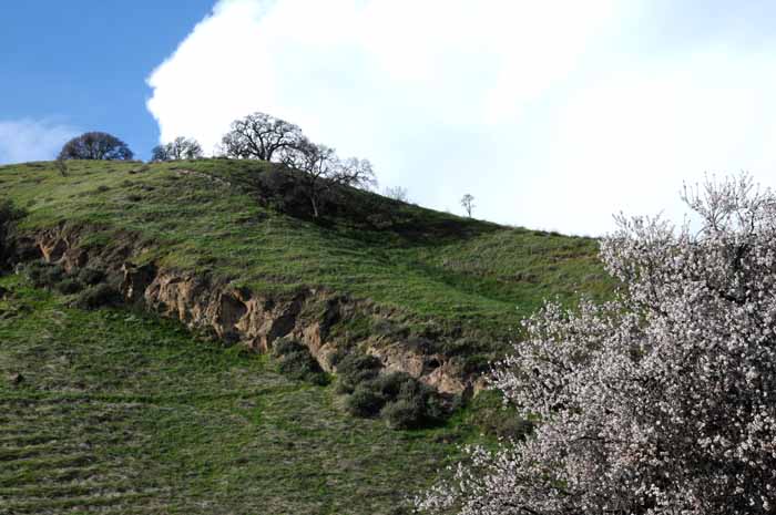 Flora & Fauna Around Mt. Diablo