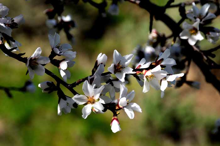 Flora & Fauna Around Mt. Diablo