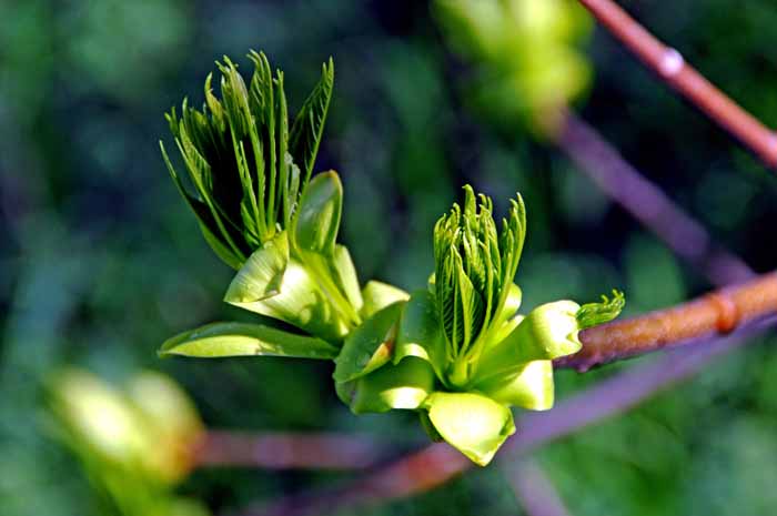 Flora & Fauna Around Mt. Diablo