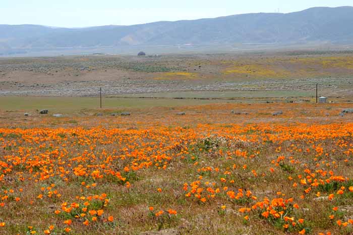 California Poppy Reserve, 2011
