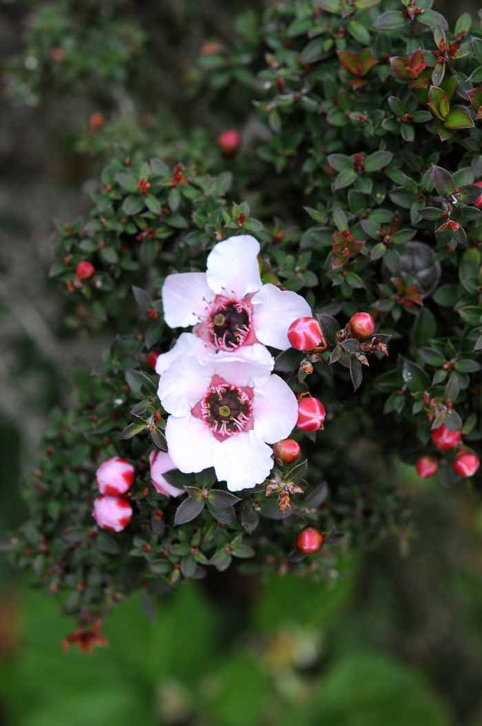 UC Santa Cruz Arboretum