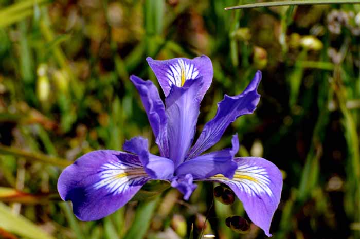 coastal wild iris