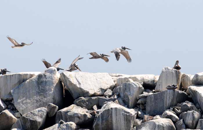 The Brown Pelican