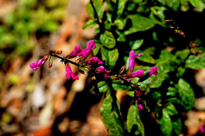 UC Botanical Gardens