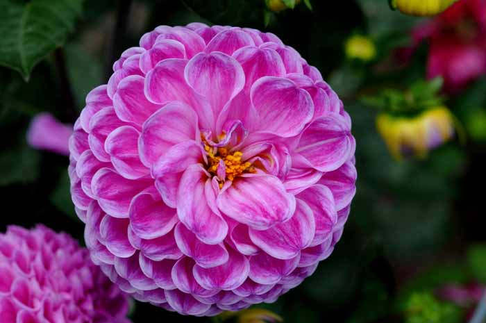 Flowers on the Mendocino Coast