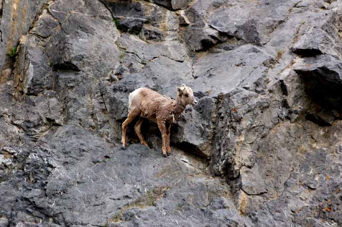 newborn Big Horn,Jasper NP