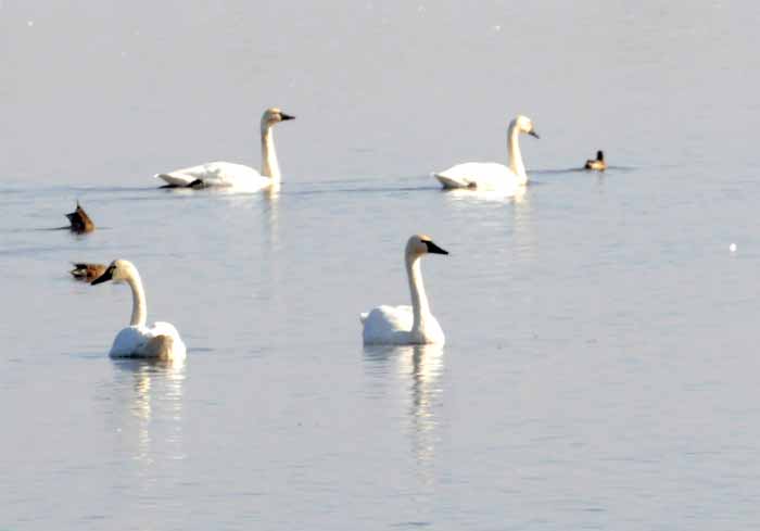 Sandhill Cranes, Ducks, Geese, Swans, Hawks & Other Wildlife of the Sacramento River Delta, 2012-2015