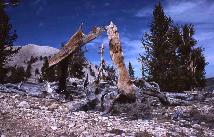 Ancient Bristlecone Pine Reserve,White Mountains,CA