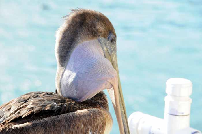 The Brown Pelican