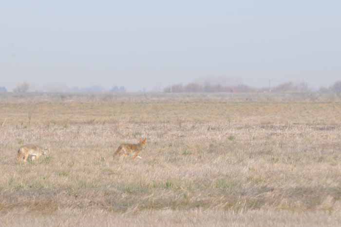 Coyote