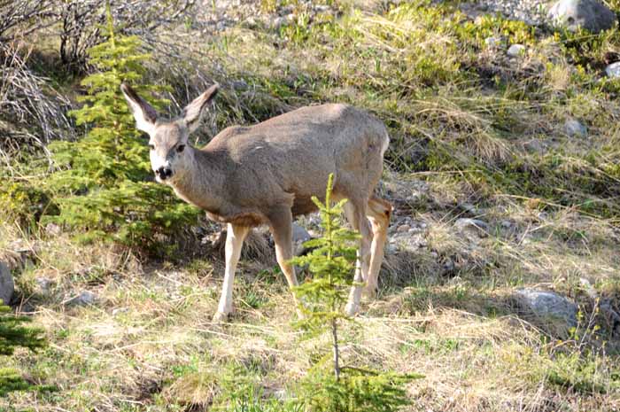 Jasper National Park